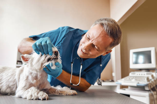 Best Pediatric Emergency Dentist in Tropical Park, FL